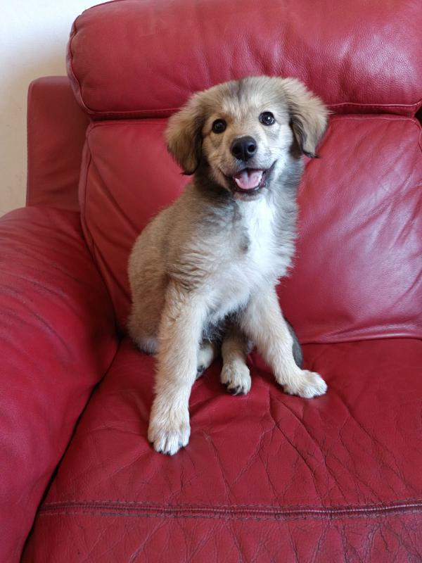 Cucciola mis pastore 2 mesi Foto 3